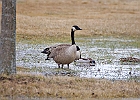 Canada Goose, Mallard Duck