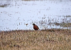 American Robin
