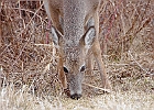 Rick Swartzentrover  White Tailed Deer