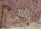Rick Swartzentrover  White Tailed Deer