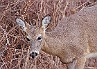 Rick Swartzentrover  White Tailed Deer