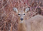 Rick Swartzentrover  White Tailed Deer