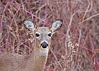 Rick Swartzentrover  White Tailed Deer