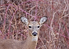 Rick Swartzentrover  White Tailed Deer