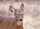 Rick Swartzentrover  White Tailed Deer