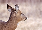 Rick Swartzentrover  White Tailed Deer