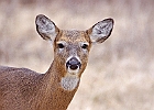 Rick Swartzentrover  White Tailed Deer