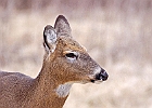 Rick Swartzentrover  White Tailed Deer