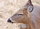 For the record, Deer will eat only two peanuts....