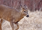Rick Swartzentrover  White Tailed Deer