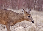 Rick Swartzentrover  White Tailed Deer