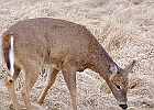 Rick Swartzentrover  White Tailed Deer
