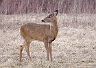 Rick Swartzentrover  White Tailed Deer