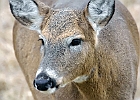 White Tailed Deer