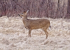 The park has no hunting so the wild deer will let you get closer then most