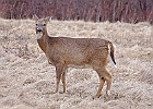 This one was about 40 feet away