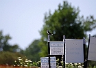 Rick Swartzentrover  Black Phoebe