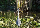 Rick Swartzentrover  Great Blue Heron