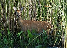 Rick Swartzentrover  White-tailed Deer