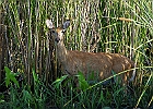 Rick Swartzentrover  White-tailed Deer