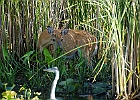 Rick Swartzentrover  White-tailed Deer