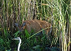 Rick Swartzentrover  White-tailed Deer