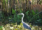 Rick Swartzentrover  Great Blue Heron