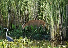 Rick Swartzentrover  Great Blue Heron &#38; White-tailed Deer