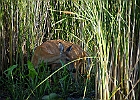 Rick Swartzentrover  White-tailed Deer