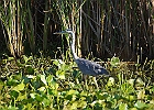 Rick Swartzentrover  Great Blue Heron