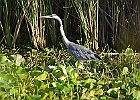 Rick Swartzentrover  Great Blue Heron