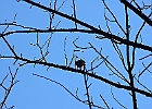 Rick Swartzentrover  Bank Swallow