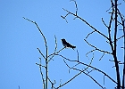 Rick Swartzentrover  Bank Swallow