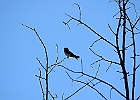 Rick Swartzentrover  Bank Swallow