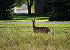 Rick Swartzentrover  White-tailed Deer