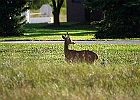 Rick Swartzentrover  White-tailed Deer