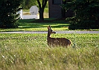 Rick Swartzentrover  White-tailed Deer