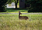 Rick Swartzentrover  White-tailed Deer