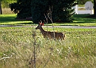 Rick Swartzentrover  White-tailed Deer