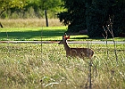 Rick Swartzentrover  White-tailed Deer