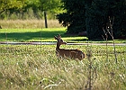 Rick Swartzentrover  White-tailed Deer