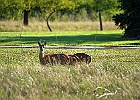 Rick Swartzentrover  White-tailed Deer