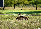 Rick Swartzentrover  White-tailed Deer