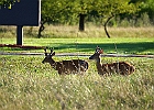 Rick Swartzentrover  White-tailed Deer
