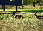 Rick Swartzentrover  White-tailed Deer