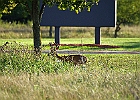 Rick Swartzentrover  White-tailed Deer