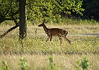 Rick Swartzentrover  White-tailed Deer
