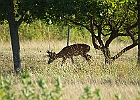 Rick Swartzentrover  White-tailed Deer