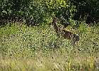 Rick Swartzentrover  White-tailed Deer