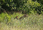Rick Swartzentrover  White-tailed Deer